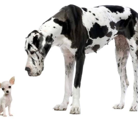 Elegantni div – Njemačka doga