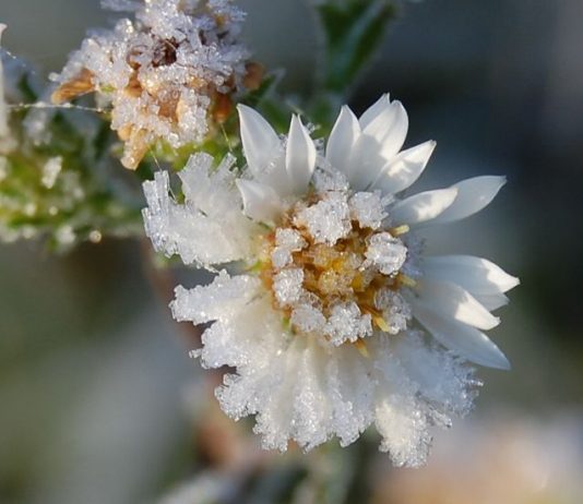 U Subotu mraz! Savjet, šta sa cvijećem?