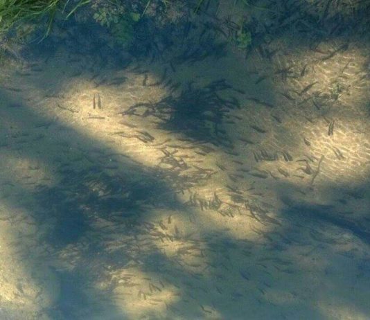 Lijepa vijest za ribare i ljubitelje Vrbasa