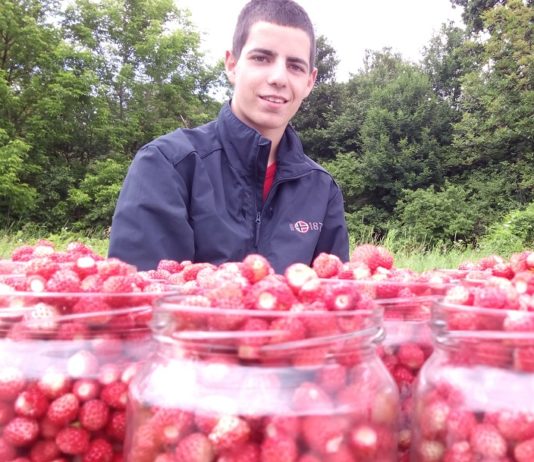Šumske jagode na putu-Foto-Video