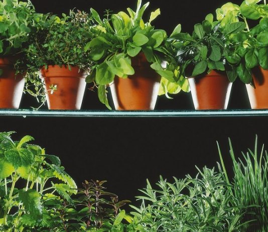 Mini radionica sadnje začinskog bilja u stanu