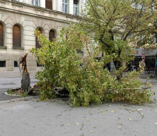 Foto/Vjetar oborio drvo kod Banskog dvora