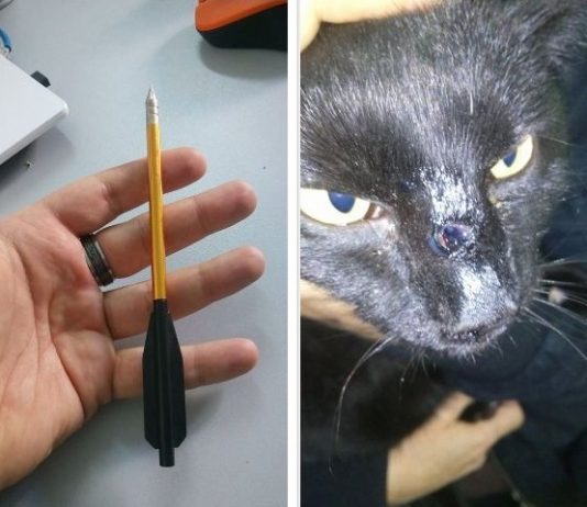 Monstruozno iživljavanje na životinji na Petrićevcu