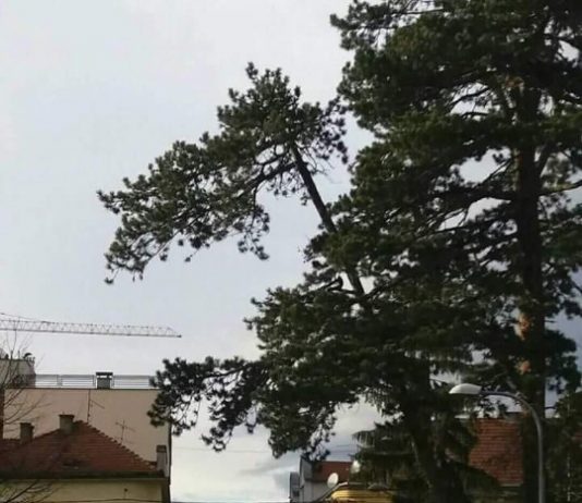 Upozorenje/drvo se opasno nadvilo u Pave Radana