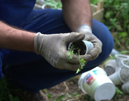 Da li biste željeli svoju malu baštu?