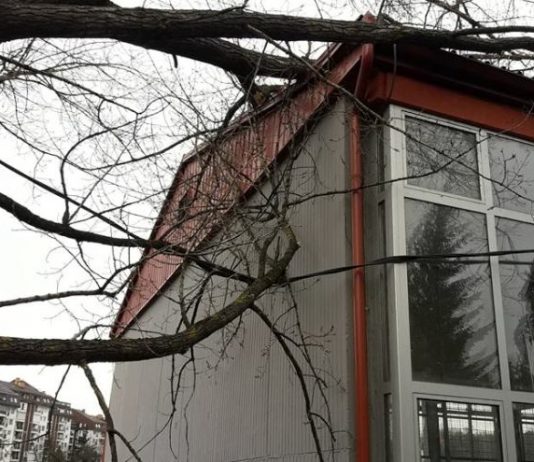 Dva mjeseca drvo visi osnovcima iznad glave!