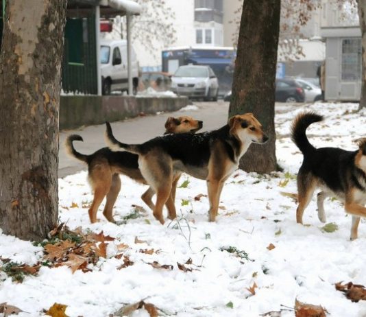 Popis i sterilizacija pasa lutalica