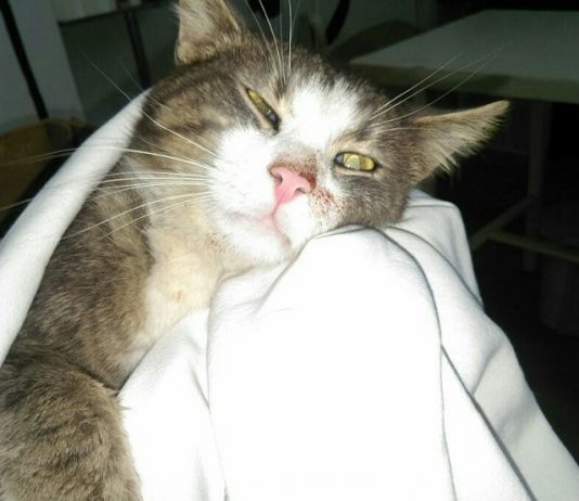 Upucani mačak se oporavlja, policija traga za počiniocem