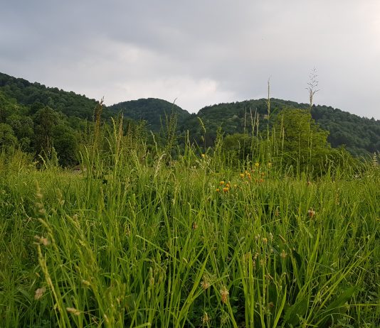 Servisne informacije za 8. maj