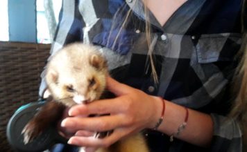 Upoznajte ljubimca Fredija, sa feretkom na kafi