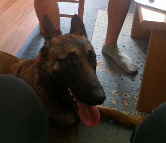 Srećno završena potraga za Leom