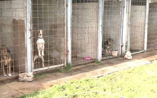 Zbog svađa psi lutalice bi mogli na ulicu