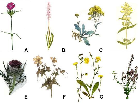 Banjaluka mapira biljni i životinjski svijet
