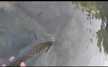 Bistro! Video/Tako to rade pravi ribolovci