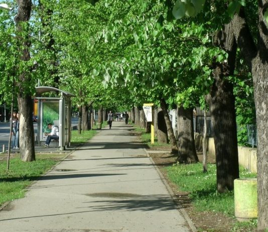 Na jesen sadnja tri nove aleje