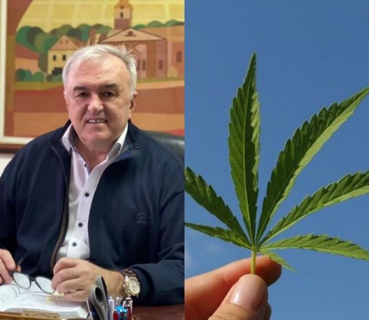 Umičević podržava uzgoj industrijske konoplje
