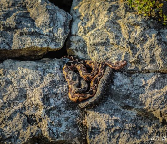 Lijepo vrijeme izmamilo zmije