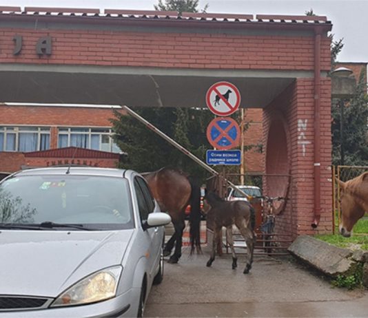 Foto/Konji pred Gimnazijom