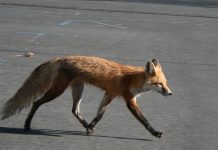 Video/Lisica u stogom centru Banjaluke