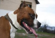 Američki staford napao dijete