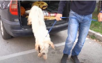 Usamljeni pas u novom ruhu, traži se usvojitelj