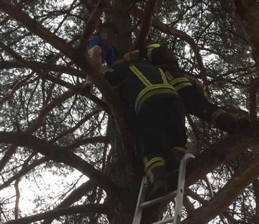 Vatrogasaci spasli dječaka koji se popeo na drvo