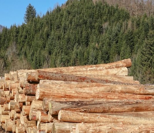 Uhapšen zbog krađe 11 trupaca sa lagera šumskog gazdinstva