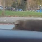 Video/U “nezgodno vrijeme” slobodno šeta po Obilićevu