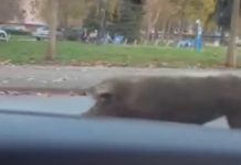 Video/U “nezgodno vrijeme” slobodno šeta po Obilićevu