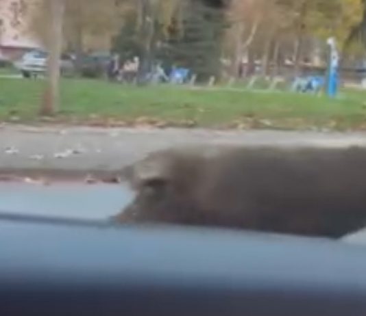 Video/U “nezgodno vrijeme” slobodno šeta po Obilićevu