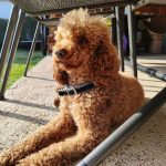 Flopi još nije pronađen